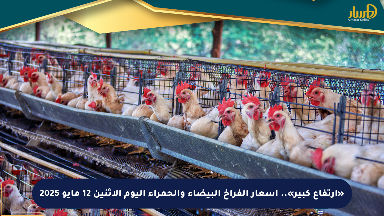 «ارتفاع كبير».. أسعار الفراخ البيضاء والحمراء اليوم الإثنين 12 مايو 2025